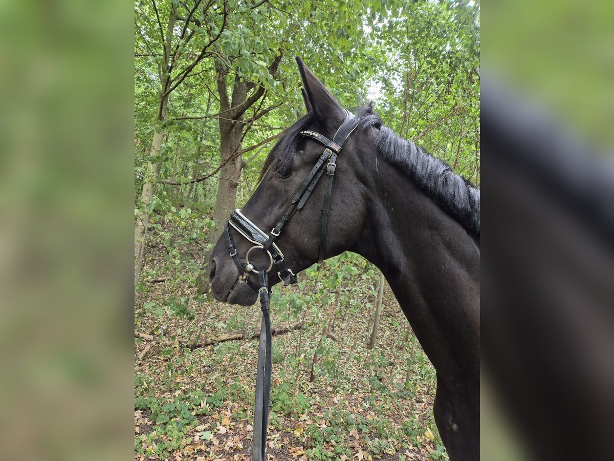 Hannoveriano Caballo castrado 4 años 170 cm Negro in Hagen