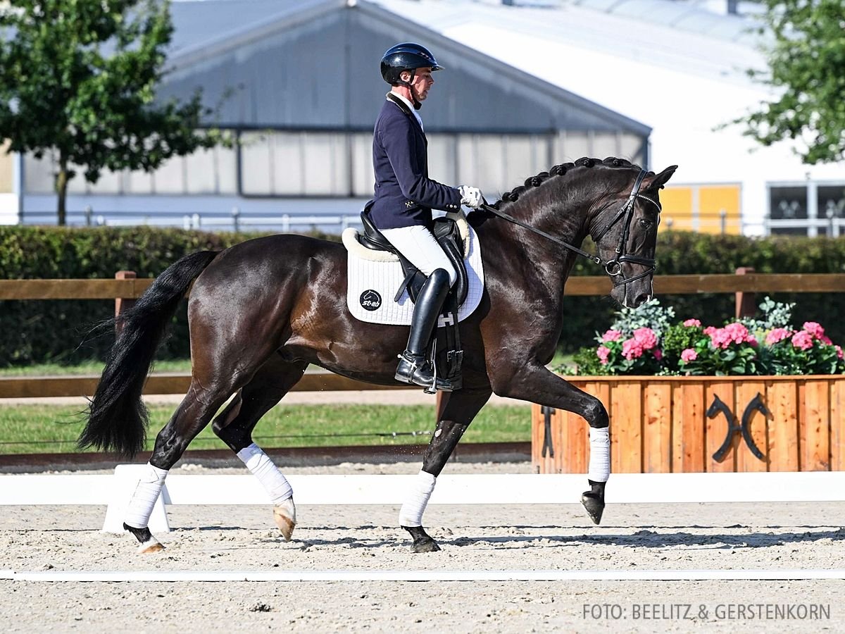 Hannoveriano Caballo castrado 4 años 170 cm Negro in Verden