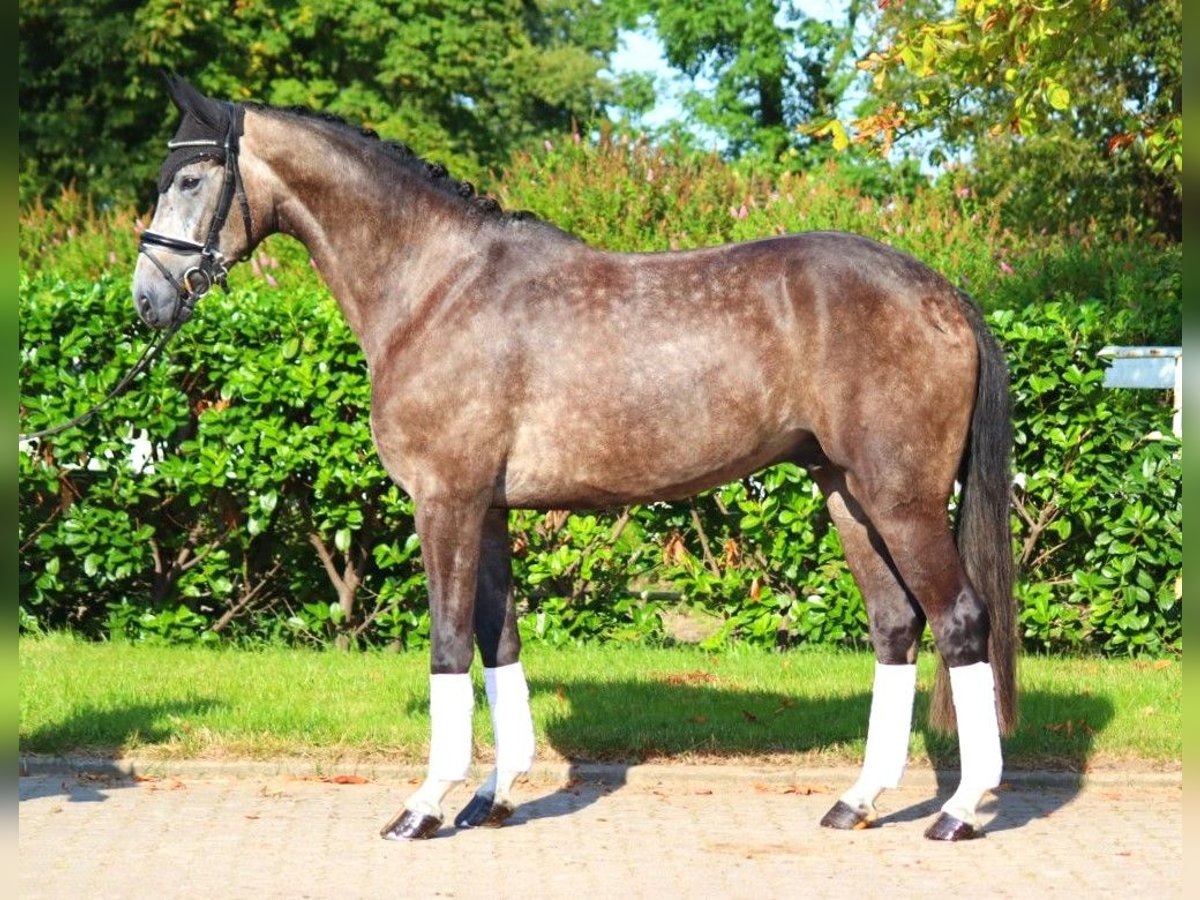 Hannoveriano Caballo castrado 4 años 170 cm Tordo in Selsingen