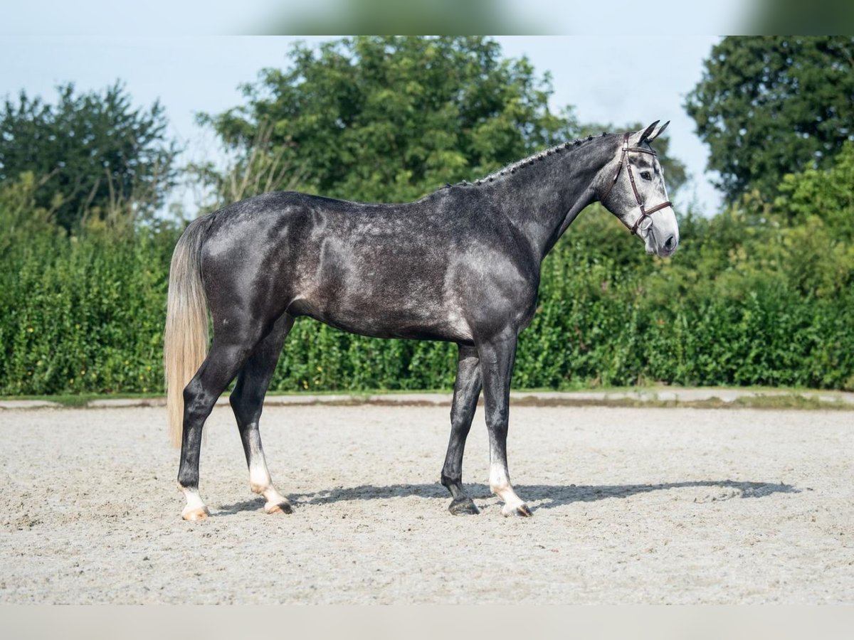 Hannoveriano Caballo castrado 4 años 170 cm Tordo rodado in Bladel