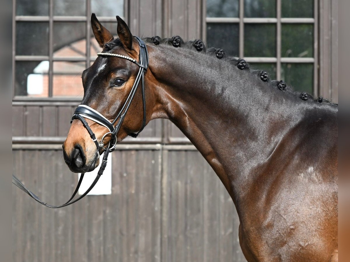 Hannoveriano Caballo castrado 4 años 171 cm Castaño in Soltau