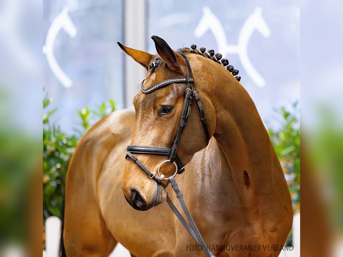 Hannoveriano Caballo castrado 4 años 171 cm Castaño in Verden