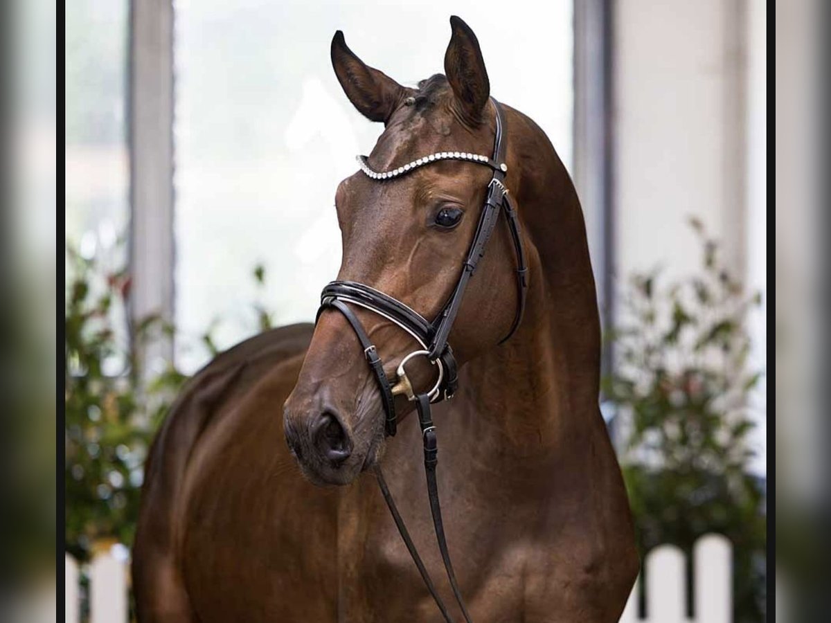 Hannoveriano Caballo castrado 4 años 171 cm Castaño oscuro in Hasbergen