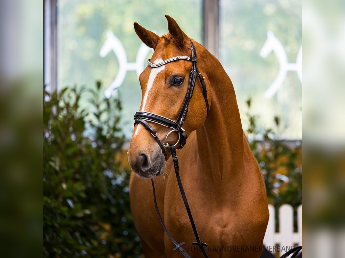 Hannoveriano Caballo castrado 4 años 172 cm Alazán in Verden