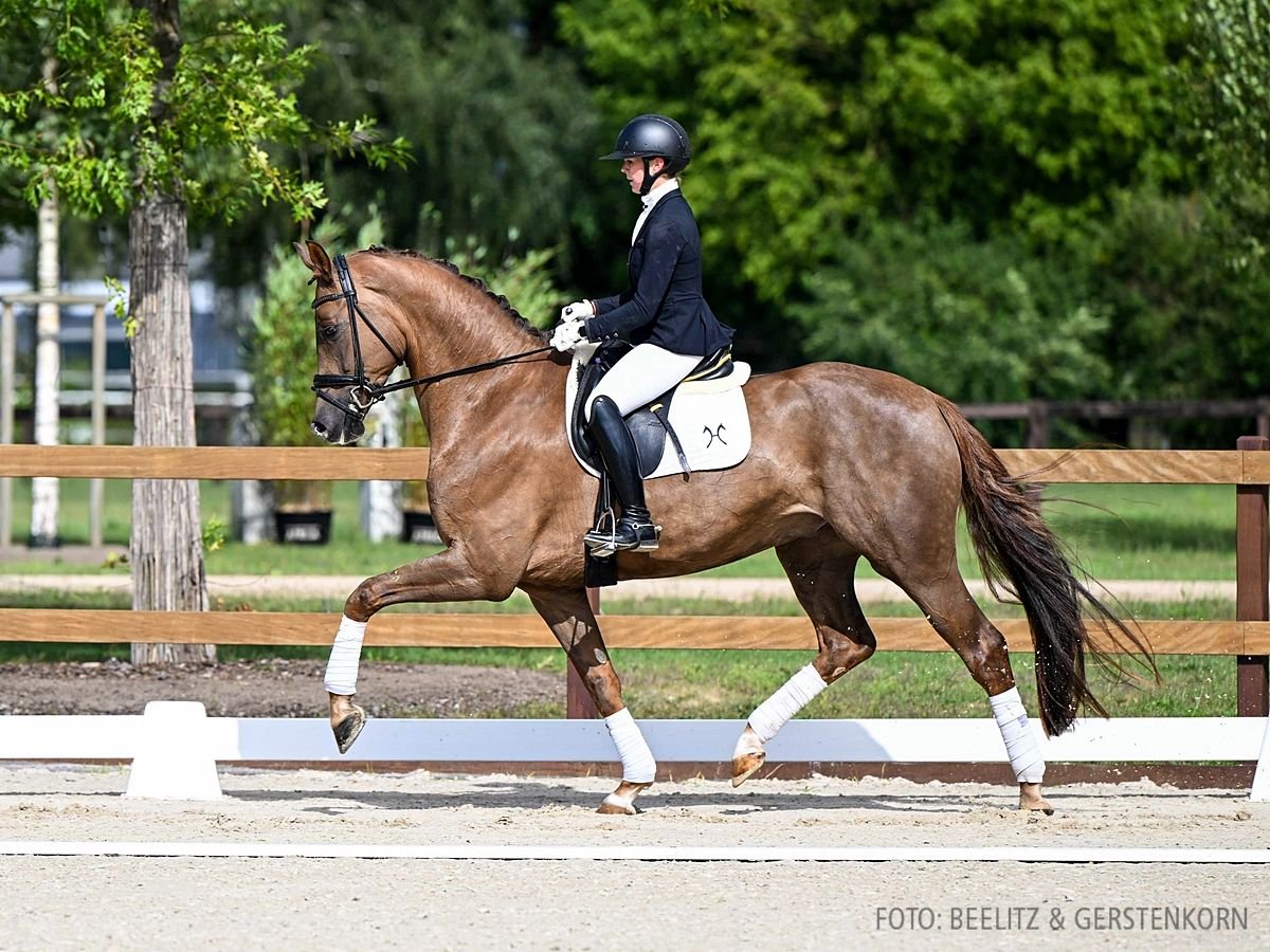 Hannoveriano Caballo castrado 4 años 172 cm Alazán in Verden