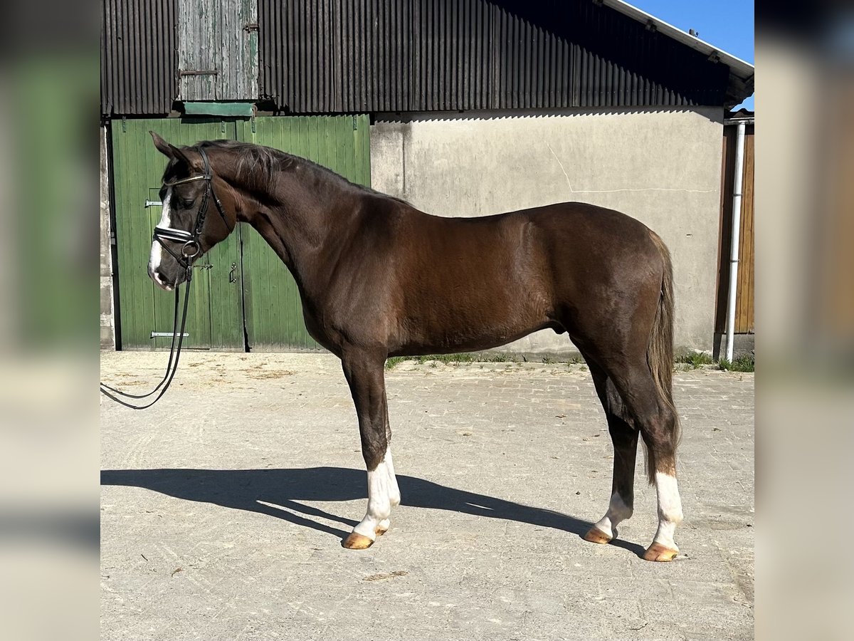 Hannoveriano Caballo castrado 4 años 172 cm Alazán-tostado in Neuhaus an der Oste