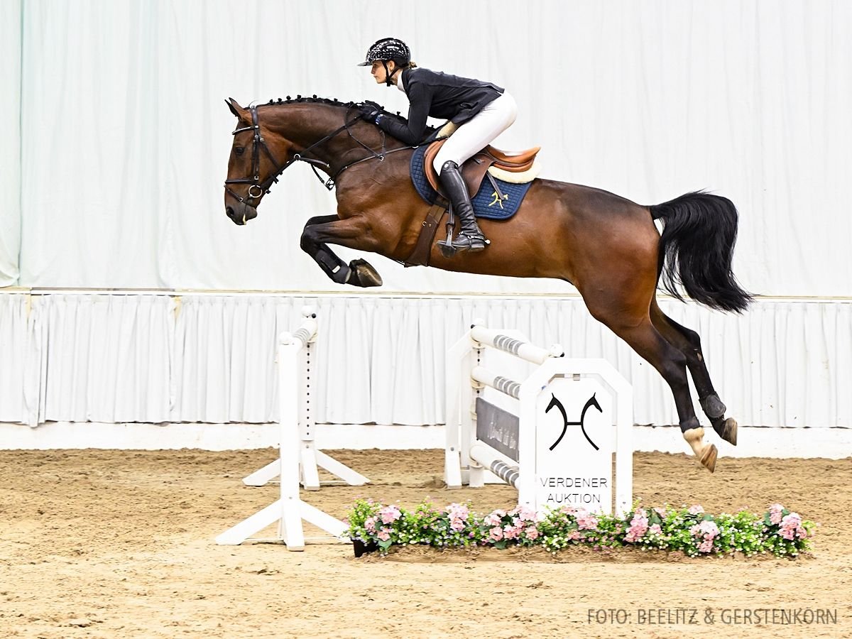 Hannoveriano Caballo castrado 4 años 172 cm Castaño oscuro in Verden