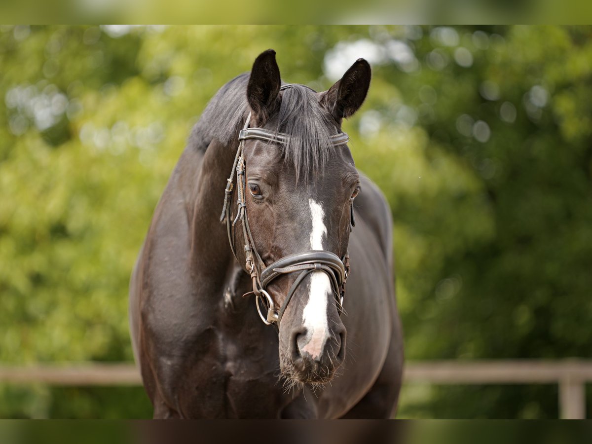 Hannoveriano Caballo castrado 4 años 172 cm Morcillo in Malsfeld