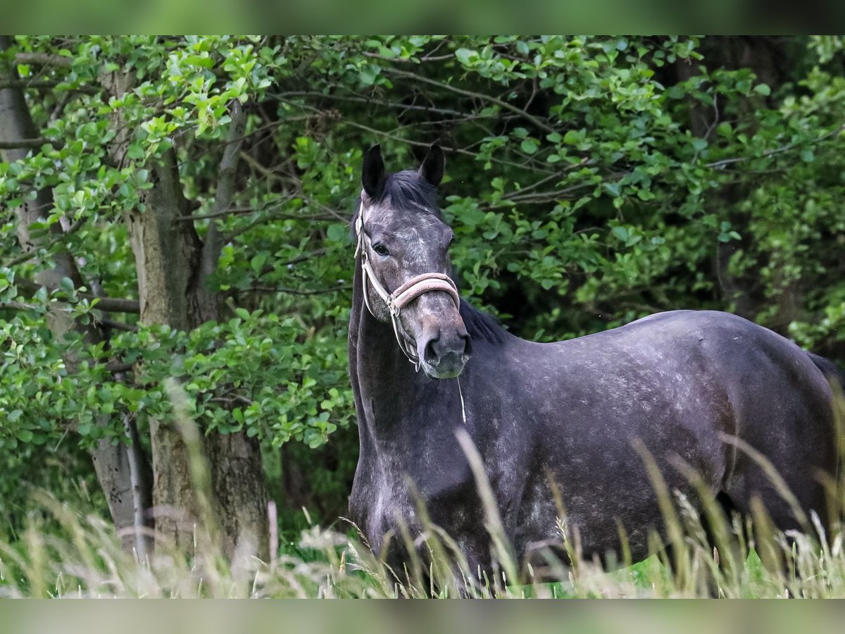 Hannoveriano Caballo castrado 4 años 172 cm Tordillo negro in Riesa