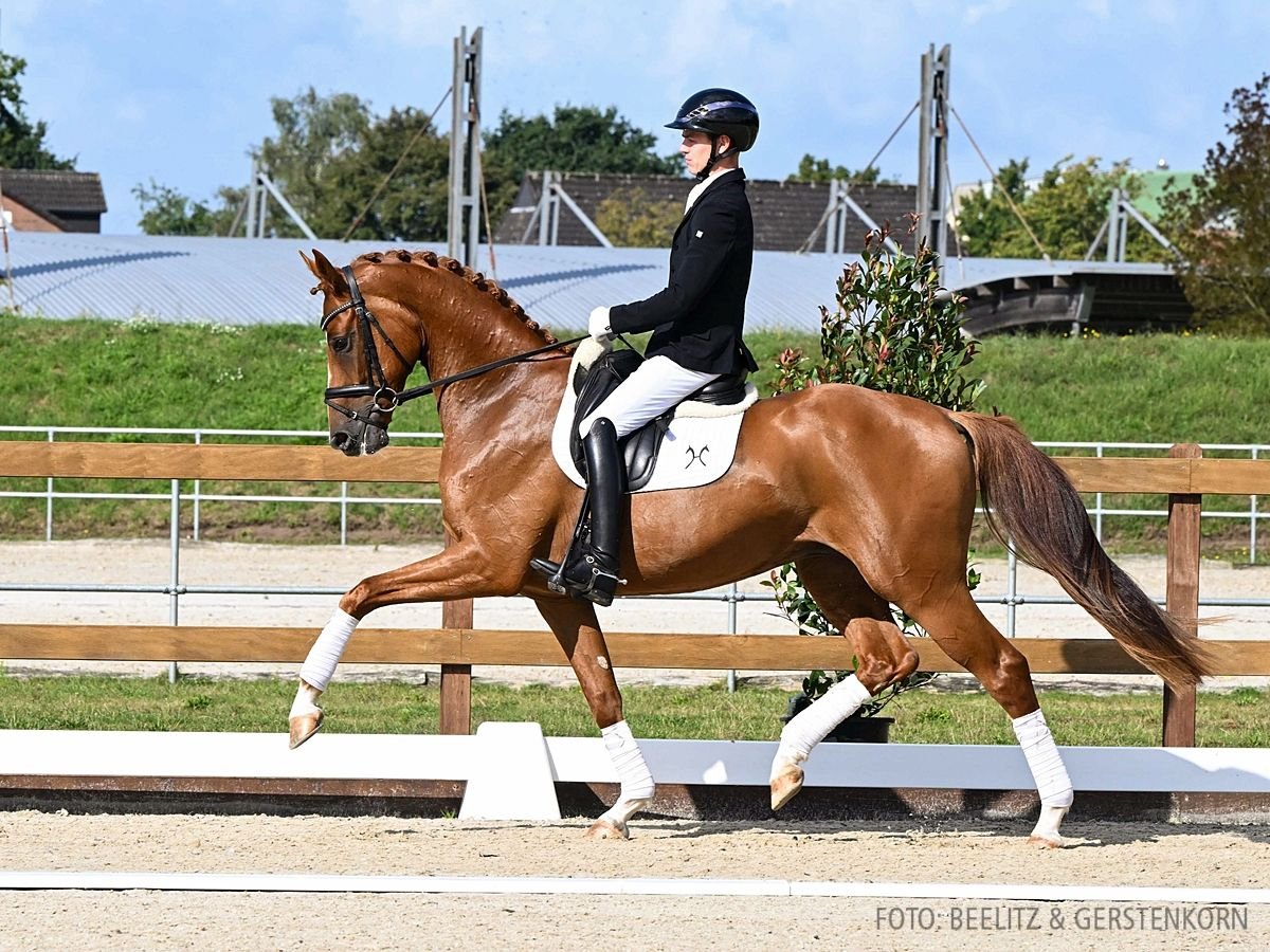 Hannoveriano Caballo castrado 4 años 173 cm Alazán in Verden