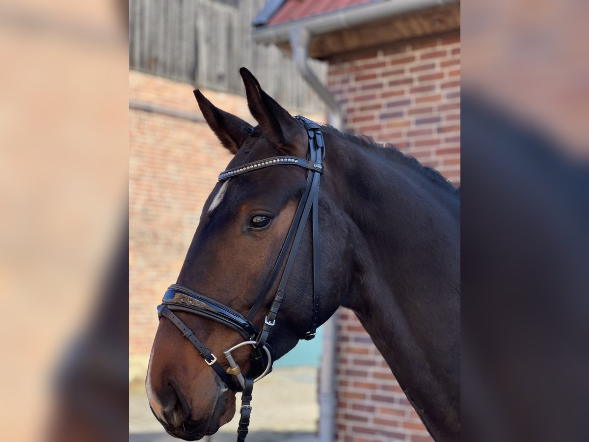 Hannoveriano Caballo castrado 4 años 173 cm in Wolfsburg