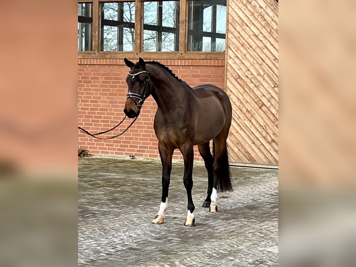 Hannoveriano Caballo castrado 4 años 173 cm Castaño in Barver