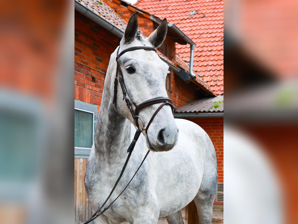 Hannoveriano Caballo castrado 4 años 173 cm Tordo in Dannenberg (Elbe)