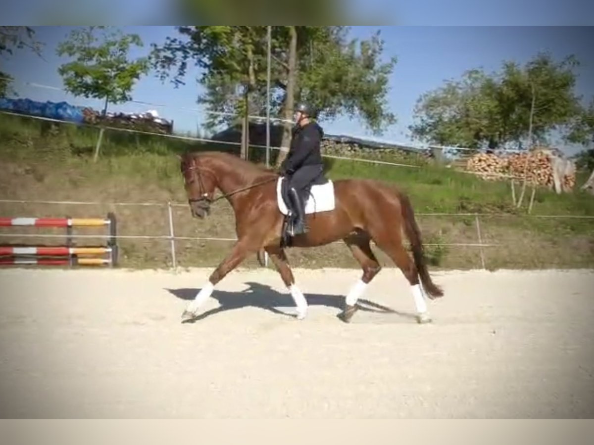 Hannoveriano Caballo castrado 4 años 174 cm Alazán in Frielendorf