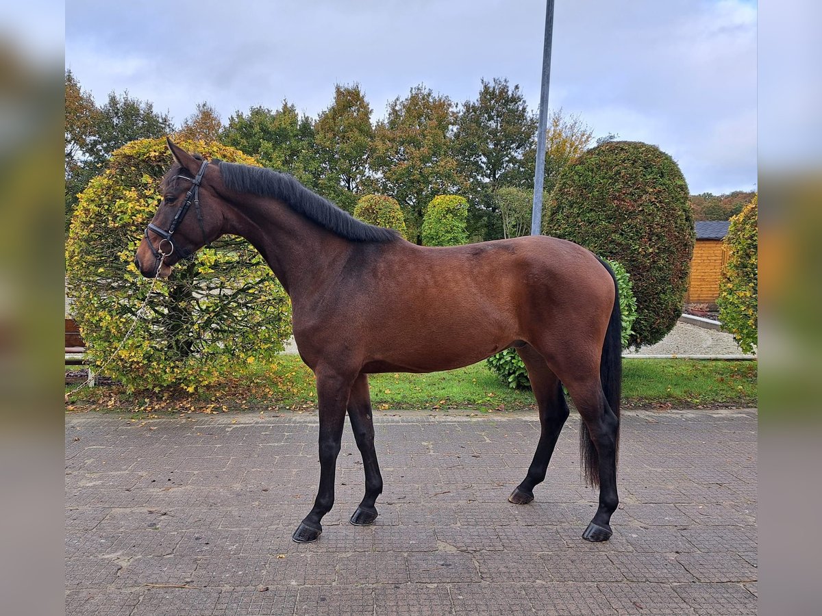 Hannoveriano Caballo castrado 4 años 174 cm Castaño in Loxstedt