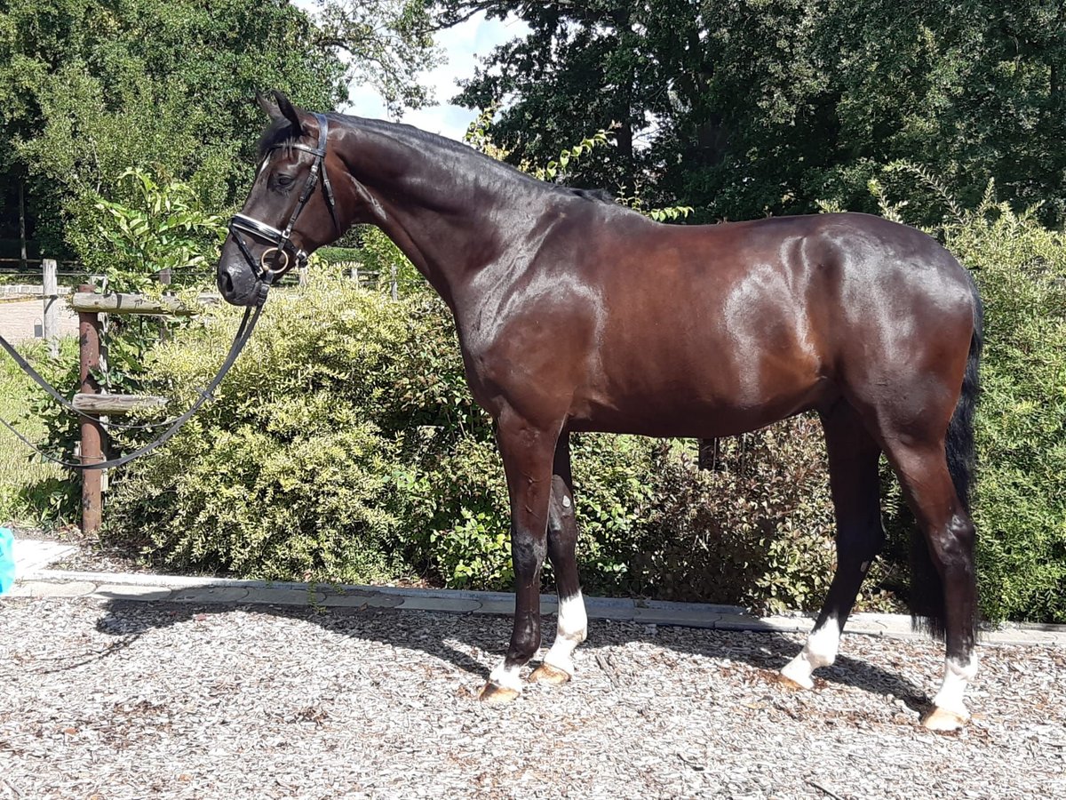 Hannoveriano Caballo castrado 4 años 174 cm Negro in Uetze