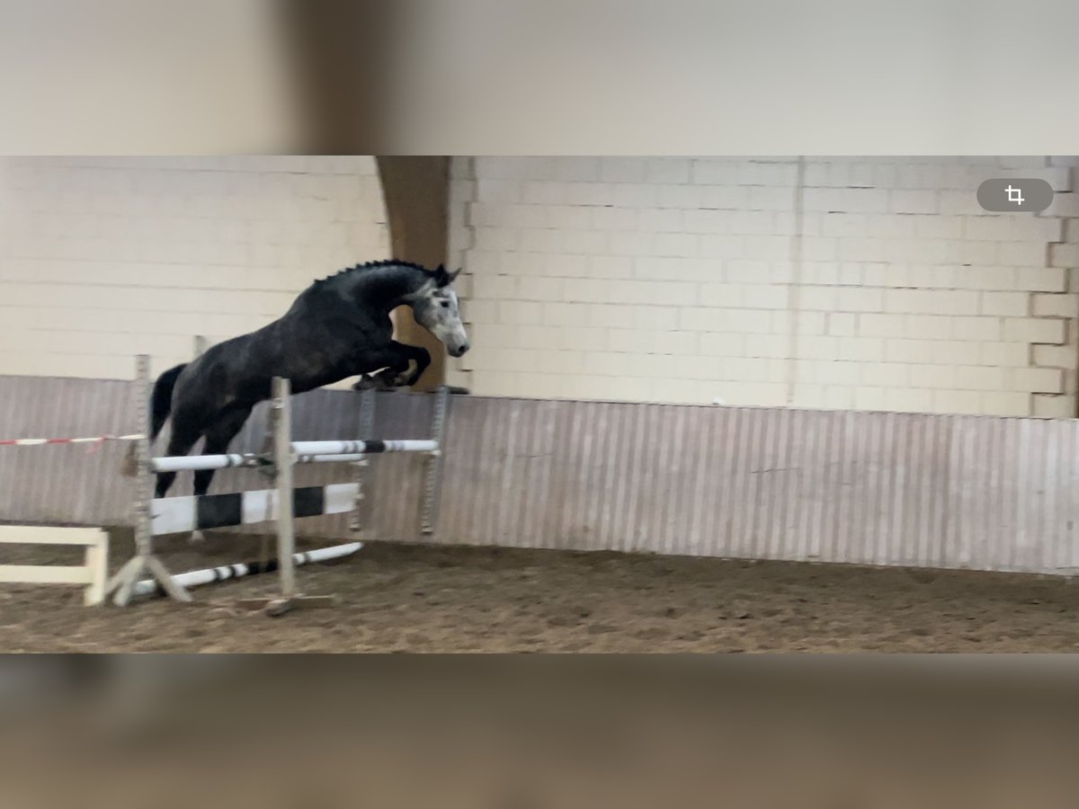 Hannoveriano Caballo castrado 4 años 174 cm Tordo rodado in Schenklengsfeld