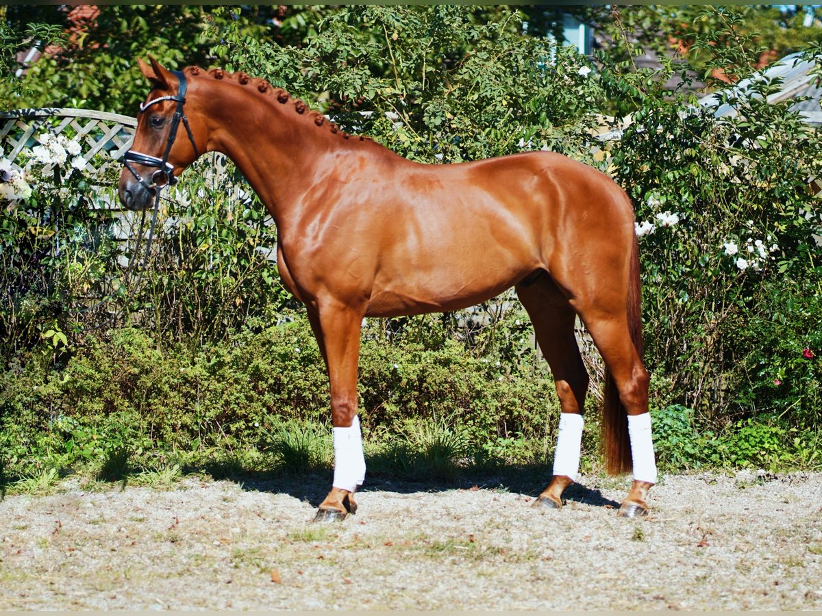 Hannoveriano Caballo castrado 4 años 175 cm Alazán in Oerel