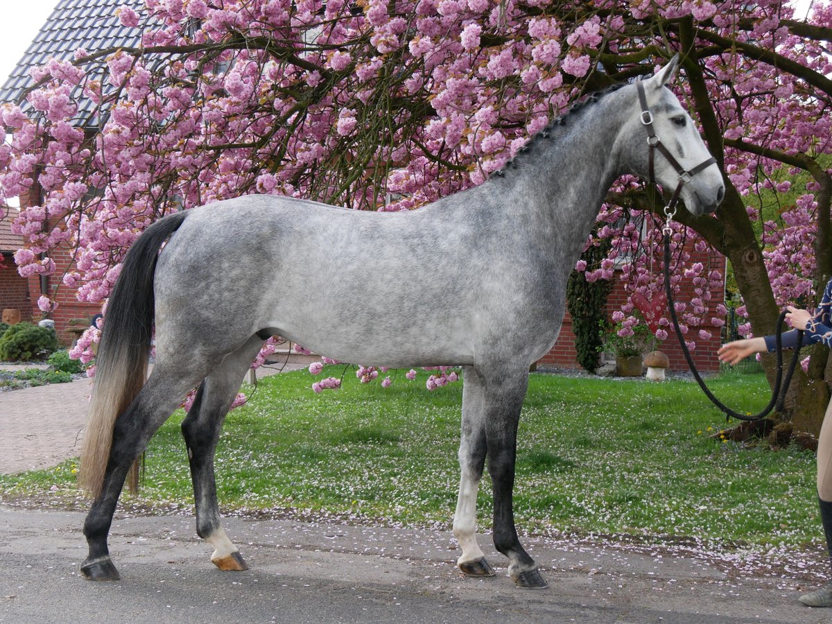 Hannoveriano Caballo castrado 4 años 175 cm in Dorsten