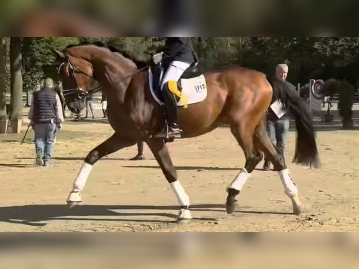 Hannoveriano Caballo castrado 4 años 175 cm Castaño in Essen