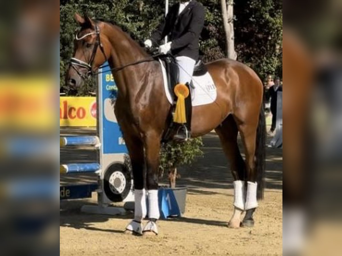 Hannoveriano Caballo castrado 4 años 175 cm Castaño in Essen