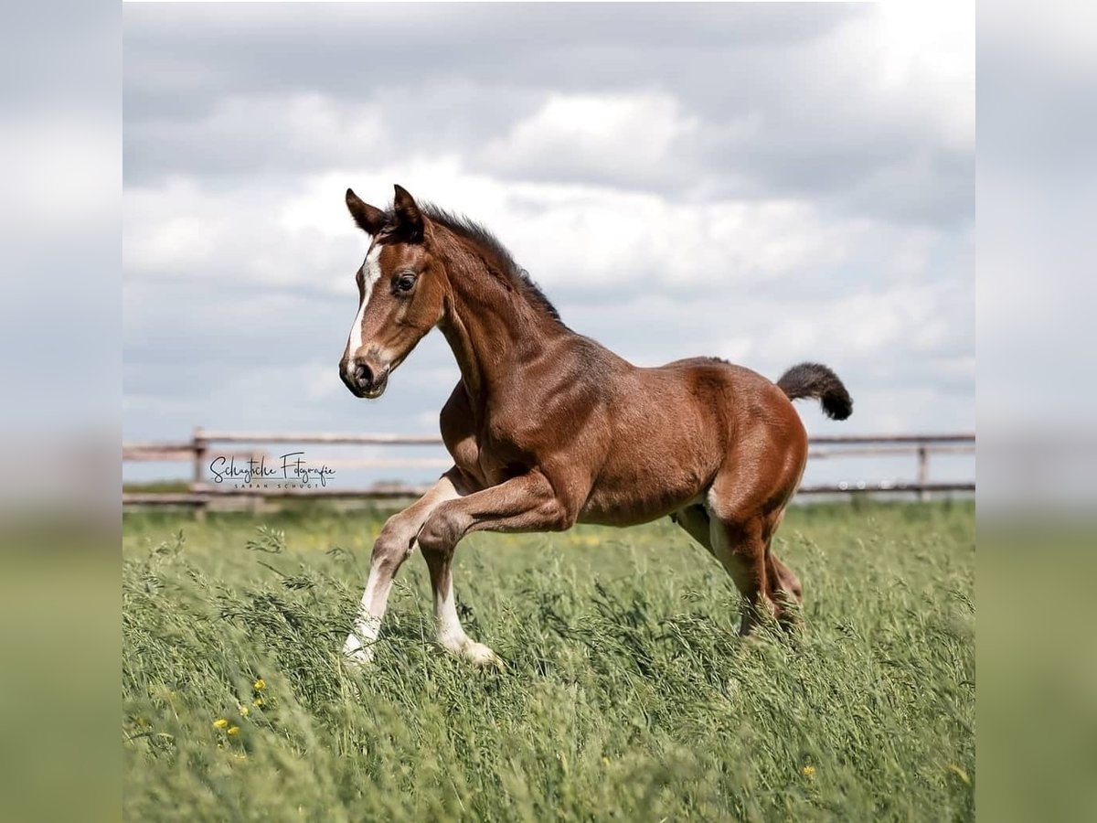 Hannoveriano Caballo castrado 4 años 175 cm Castaño in Zülpich