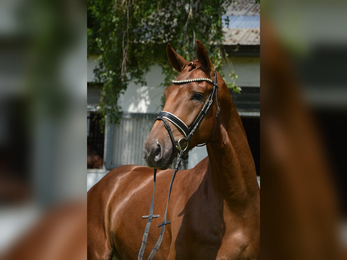 Hannoveriano Caballo castrado 4 años 176 cm Alazán in Burgdorf