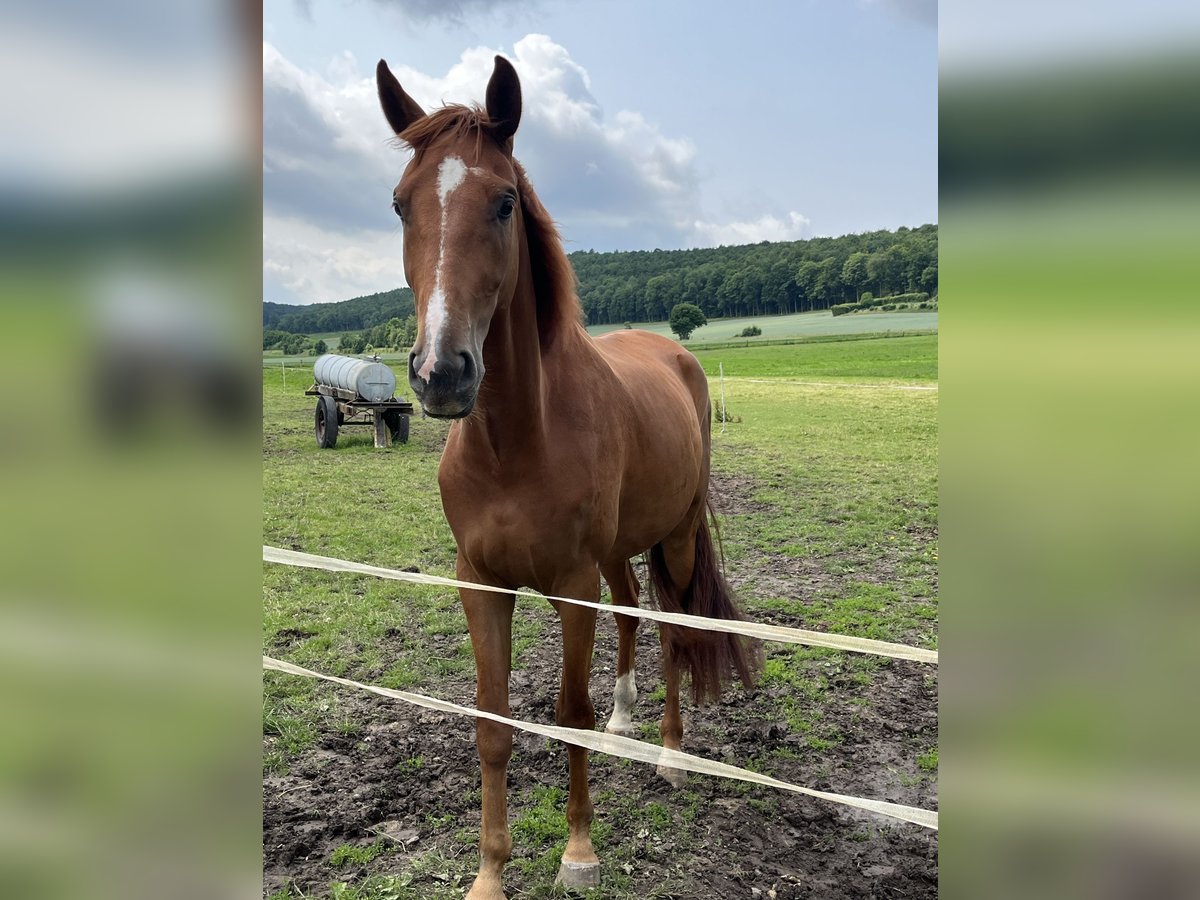Hannoveriano Caballo castrado 4 años 178 cm Alazán in Lutter am Barenberge