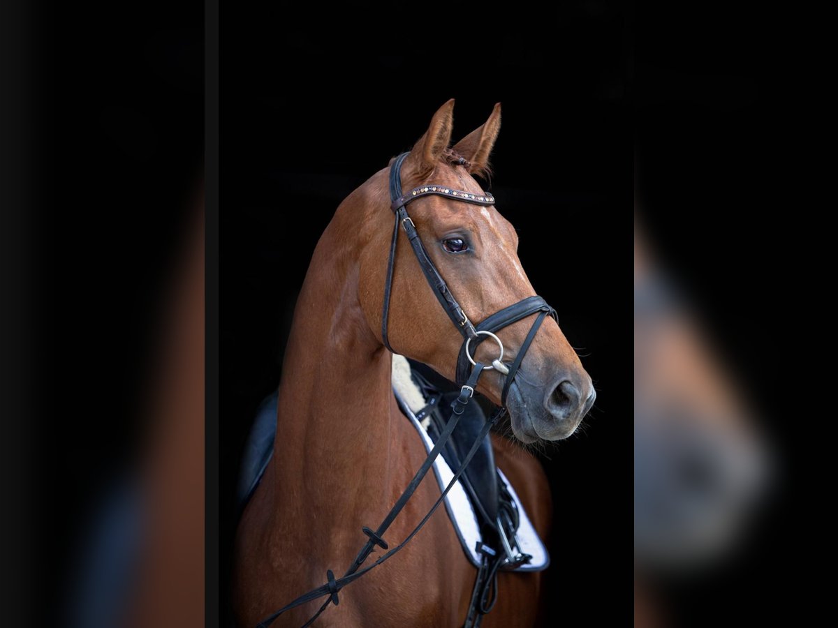 Hannoveriano Caballo castrado 4 años 178 cm Alazán in Simmershofen
