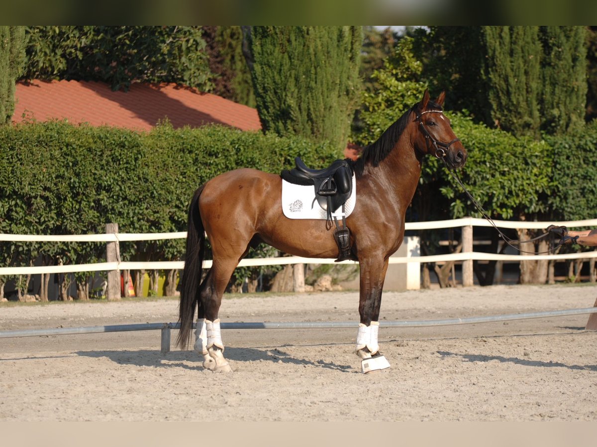 Hannoveriano Caballo castrado 4 años 178 cm Castaño claro in Madrid