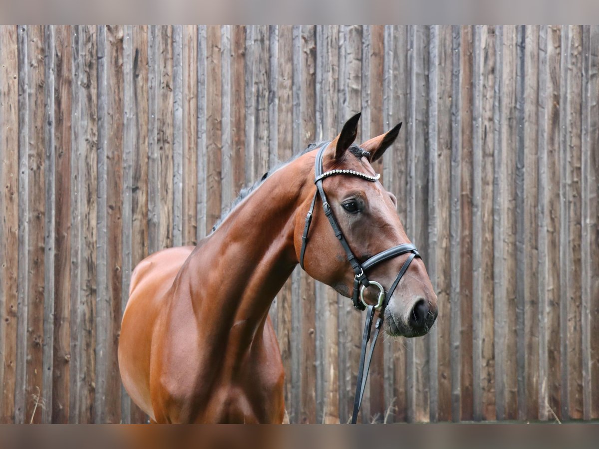 Hannoveriano Caballo castrado 4 años 179 cm Castaño oscuro in Celle