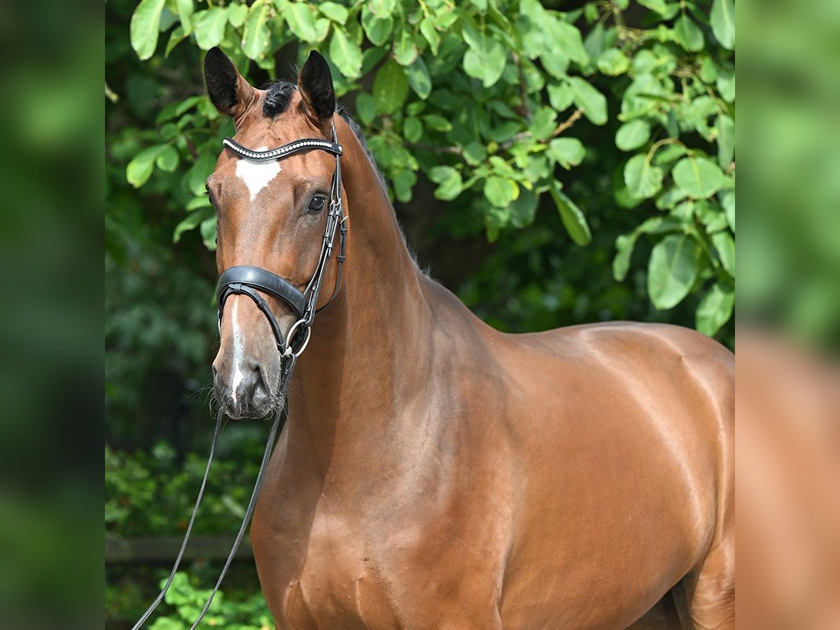 Hannoveriano Caballo castrado 4 años 180 cm Castaño in Bad Bevensen