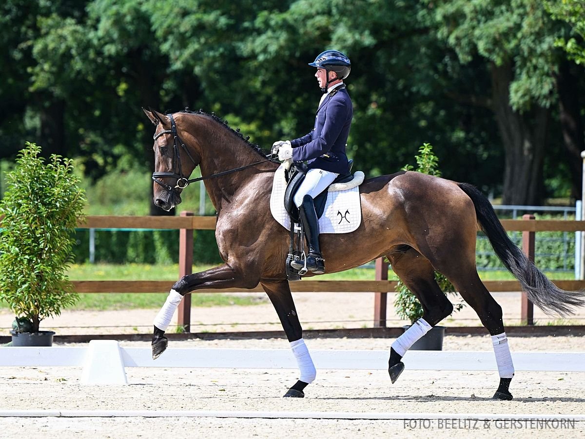 Hannoveriano Caballo castrado 4 años 180 cm Castaño oscuro in Verden