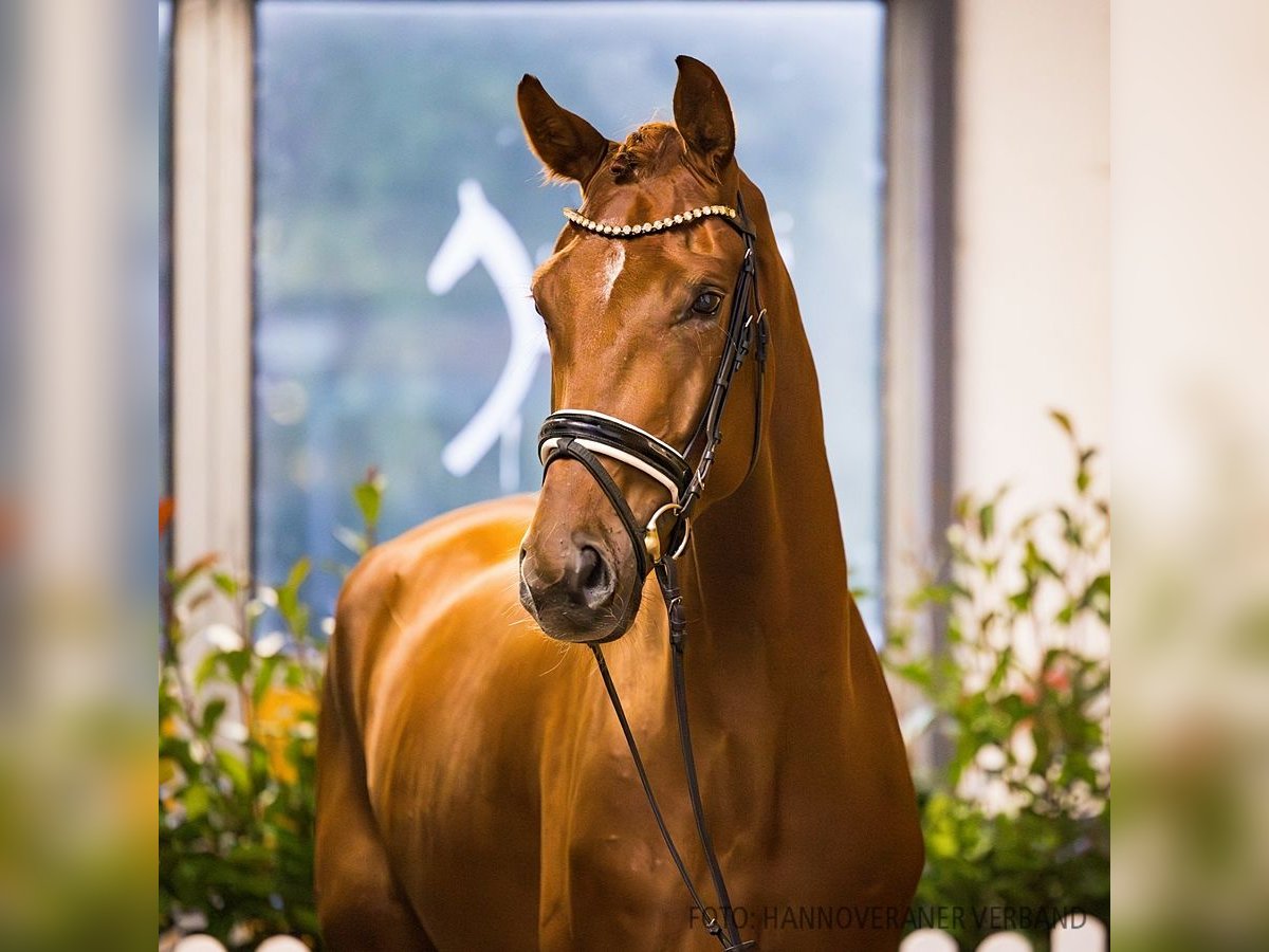 Hannoveriano Caballo castrado 4 años 181 cm Alazán-tostado in Verden