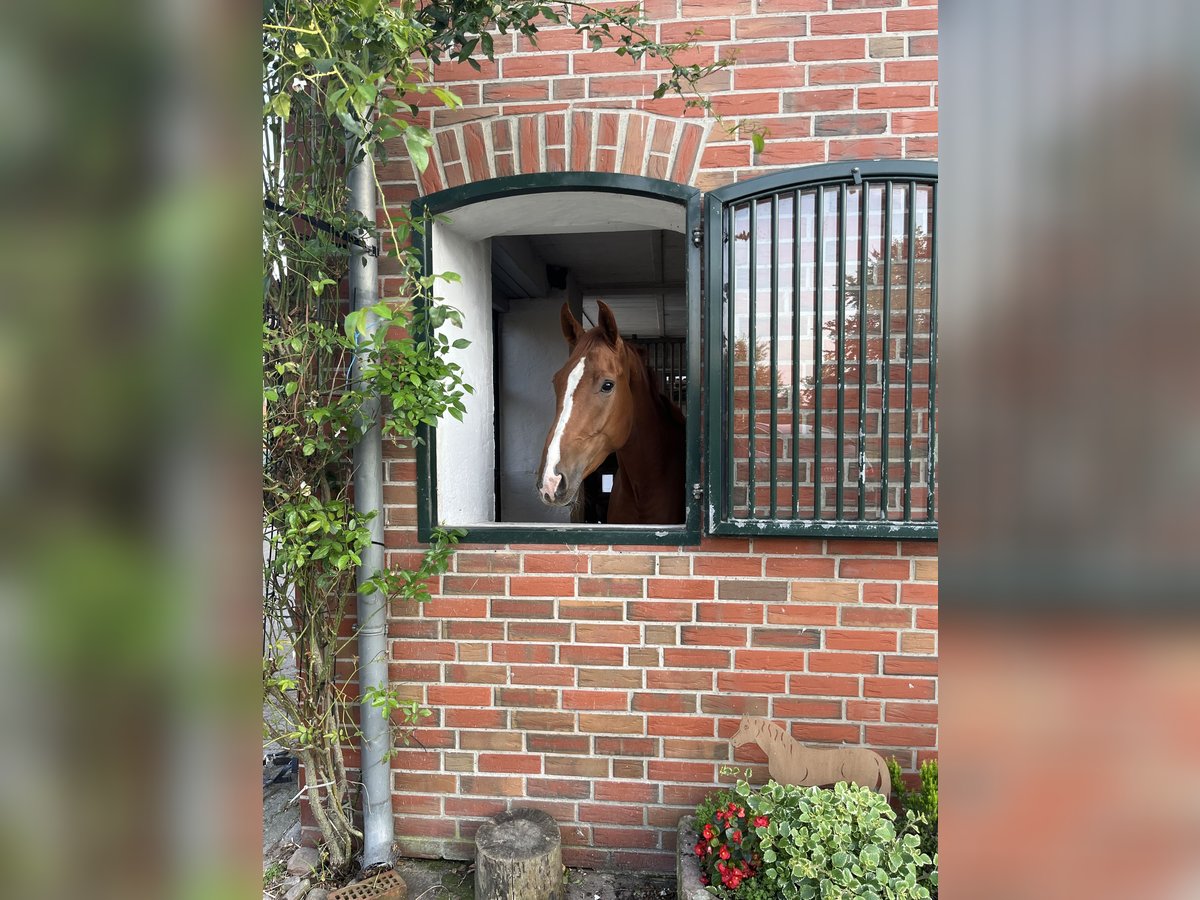 Hannoveriano Caballo castrado 4 años 182 cm Alazán in Kirchlinteln