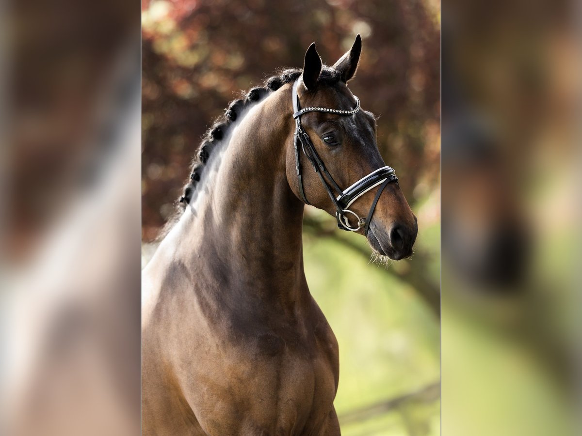 Hannoveriano Caballo castrado 4 años 183 cm Castaño oscuro in Dreumel