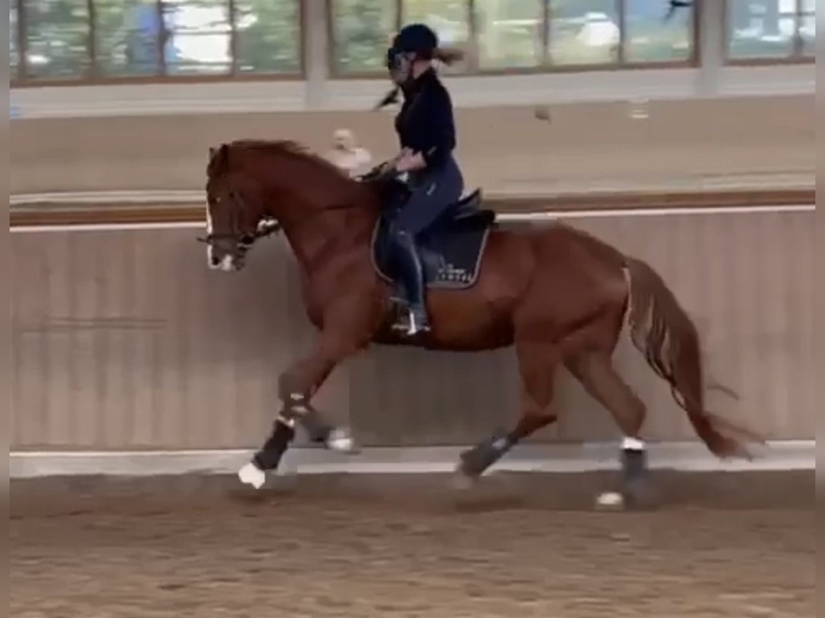 Hannoveriano Caballo castrado 4 años Alazán in Essen