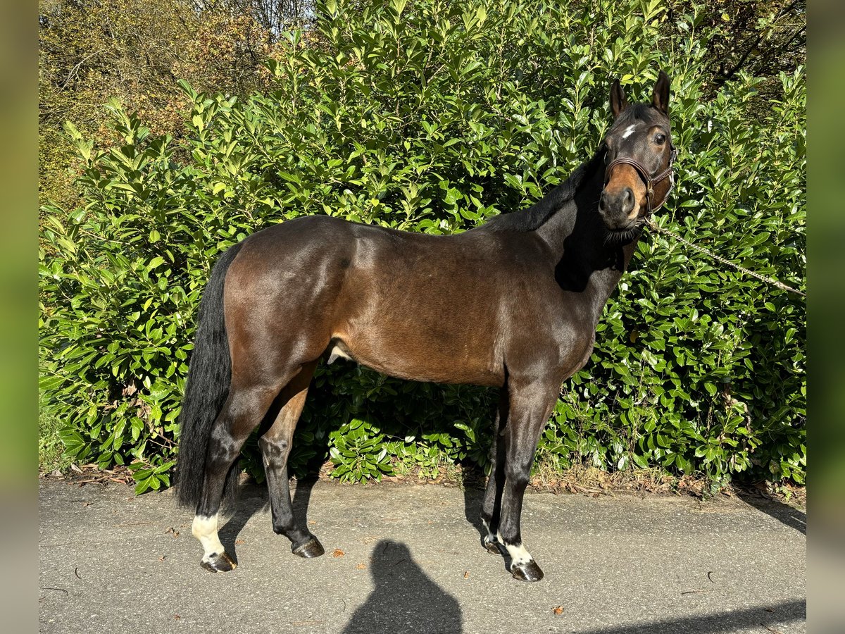 Hannoveriano Caballo castrado 4 años in Murg