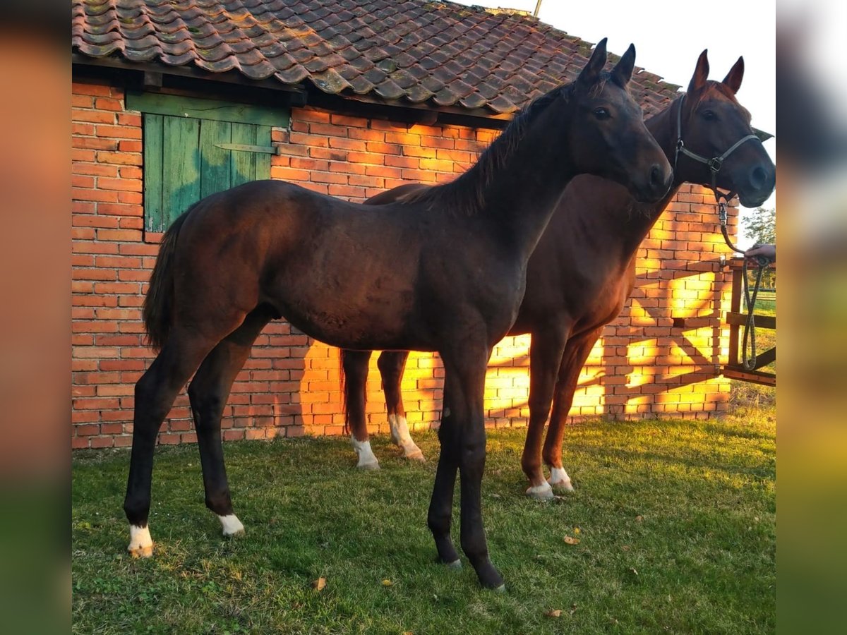 Hannoveriano Caballo castrado 4 años Castaño in Stemshorn