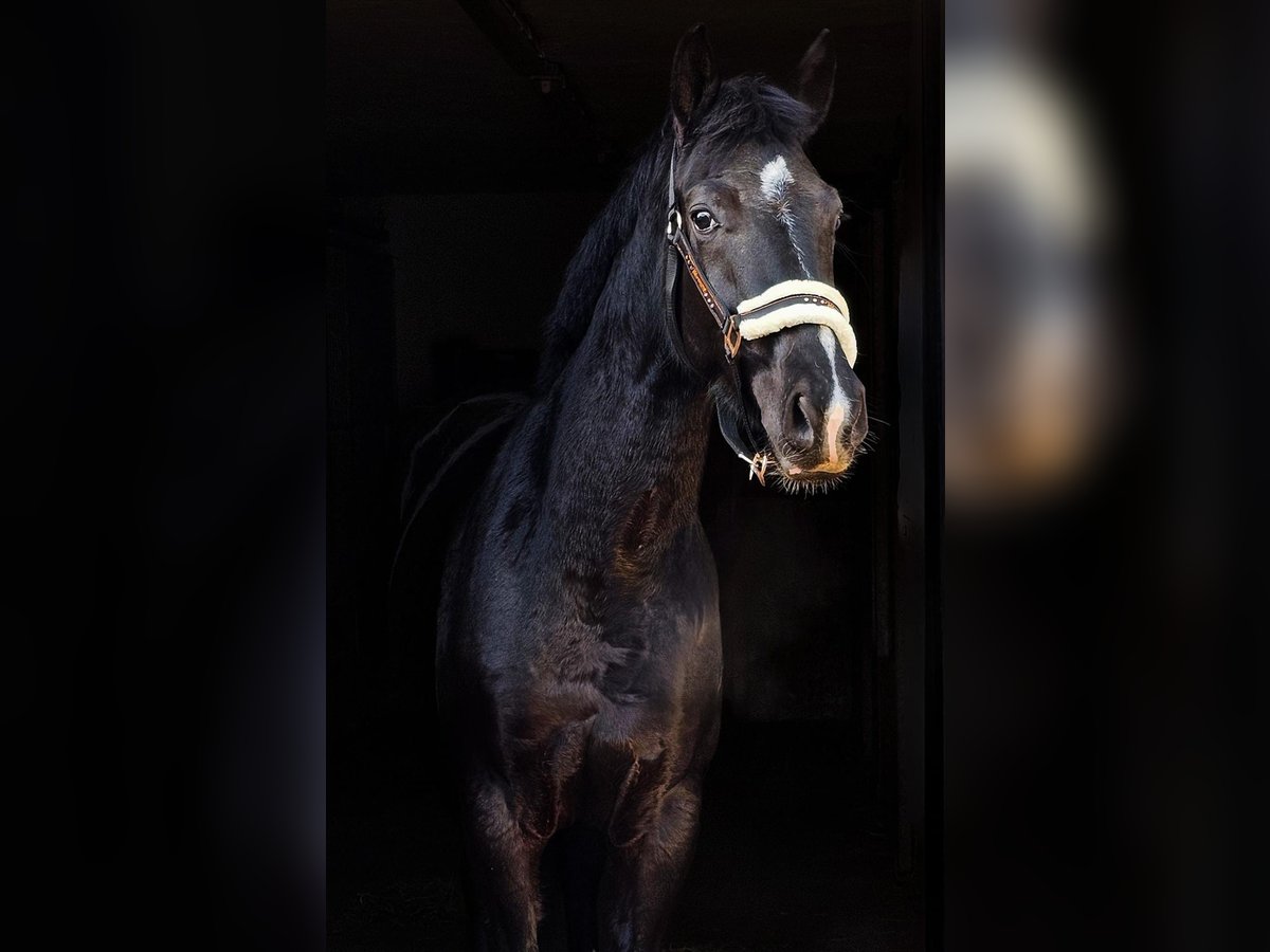 Hannoveriano Caballo castrado 4 años Negro in HamburgHamburg