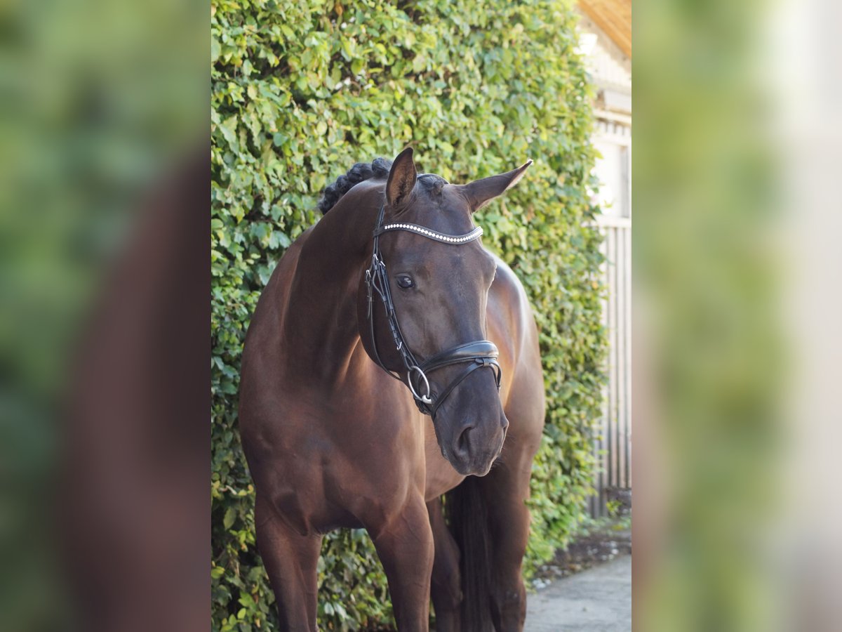 Hannoveriano Caballo castrado 4 años Negro in Gleichen