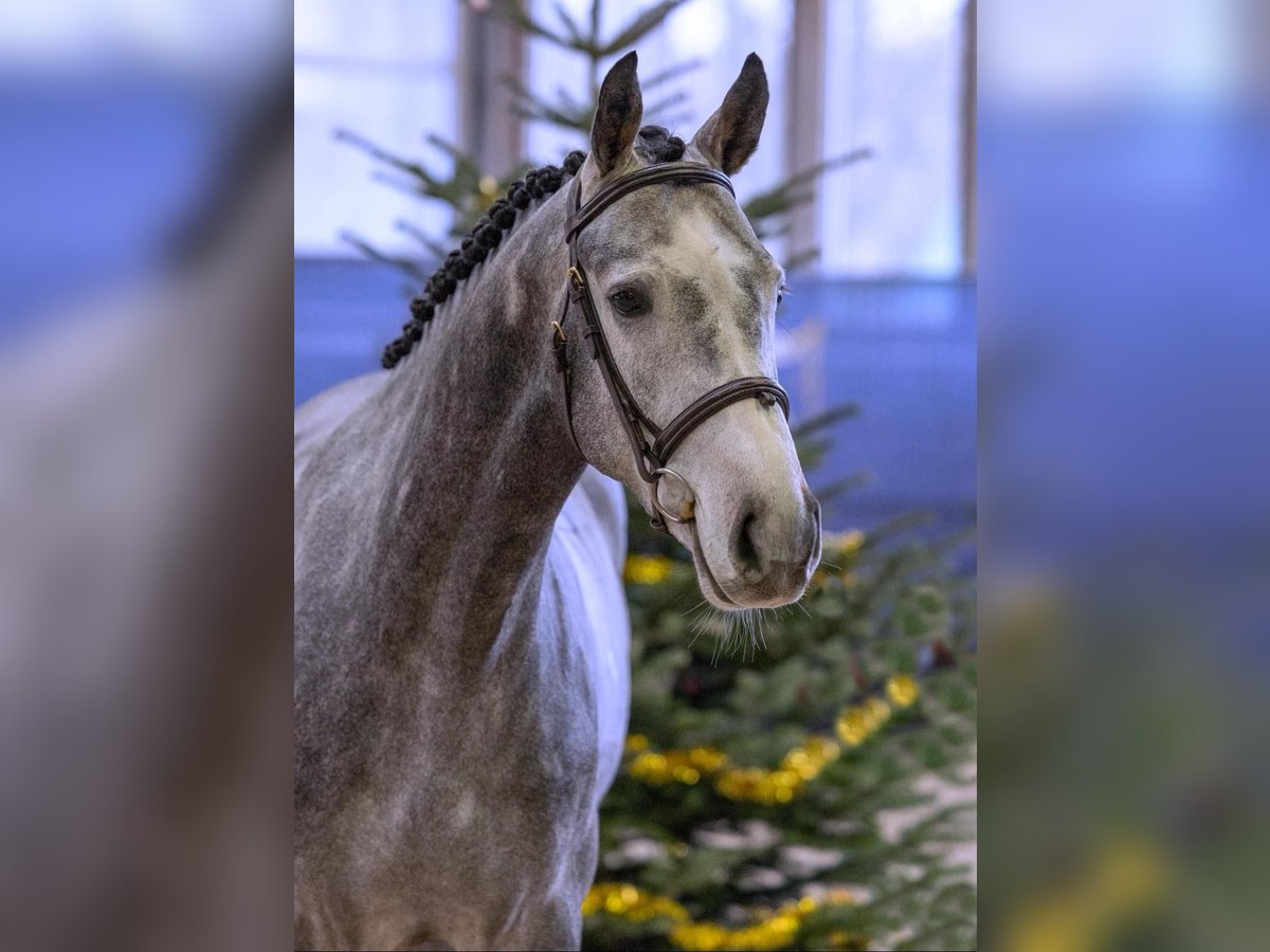Hannoveriano Caballo castrado 5 años 161 cm Tordo rodado in Diepholz