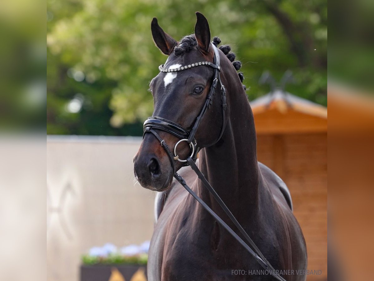 Hannoveriano Caballo castrado 5 años 163 cm Morcillo in Verden