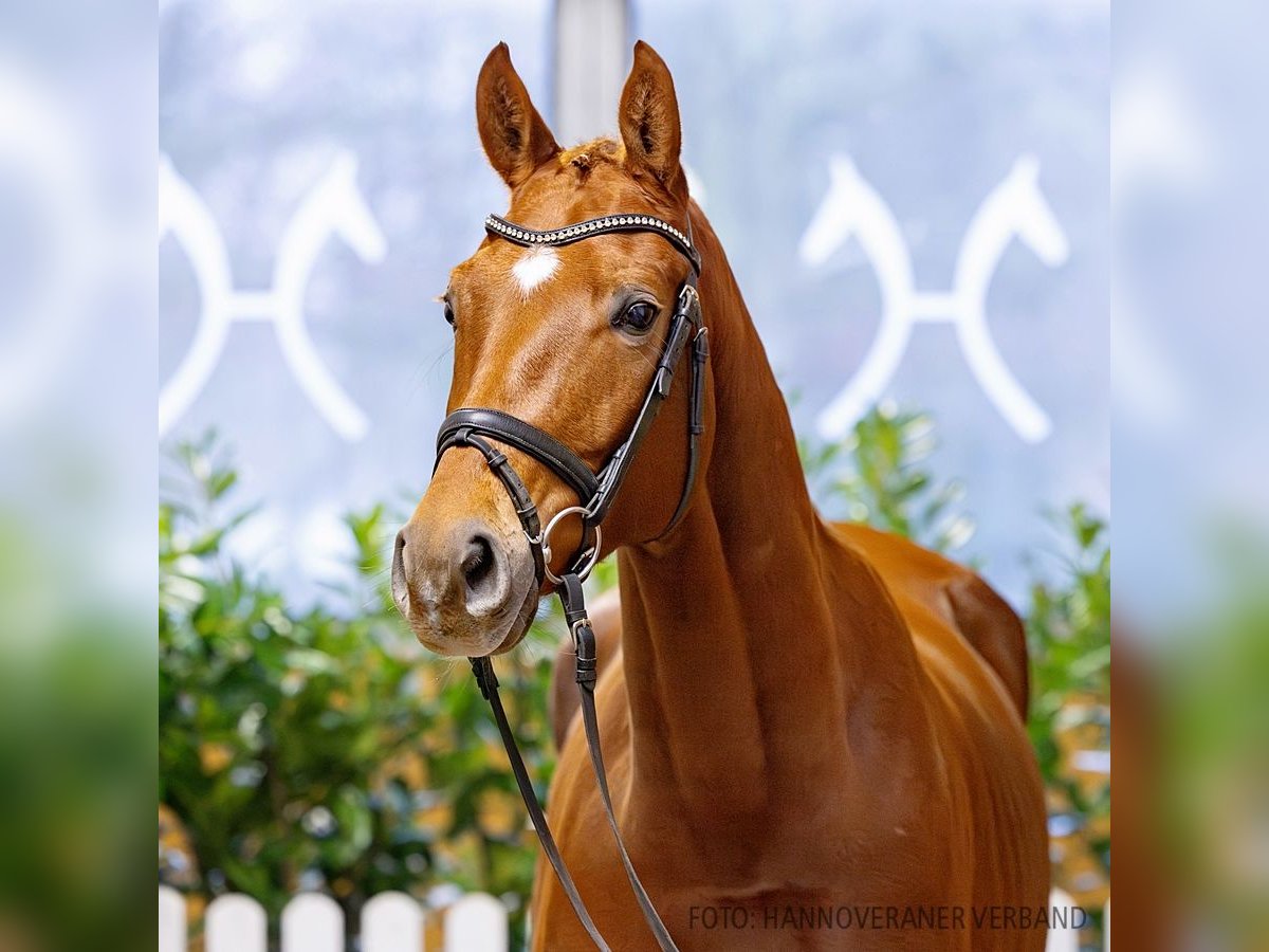 Hannoveriano Caballo castrado 5 años 164 cm Alazán in Verden