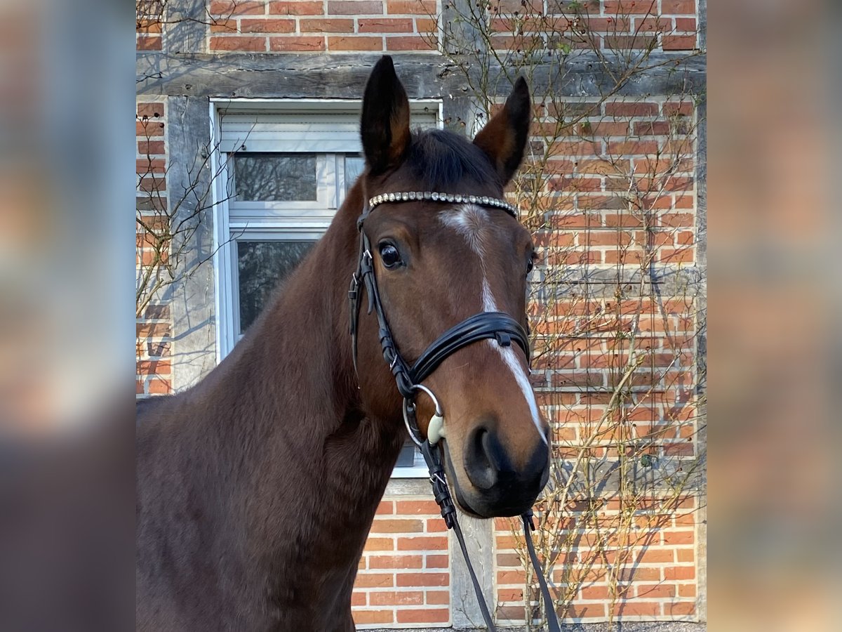 Hannoveriano Caballo castrado 5 años 164 cm Castaño in Dorsten