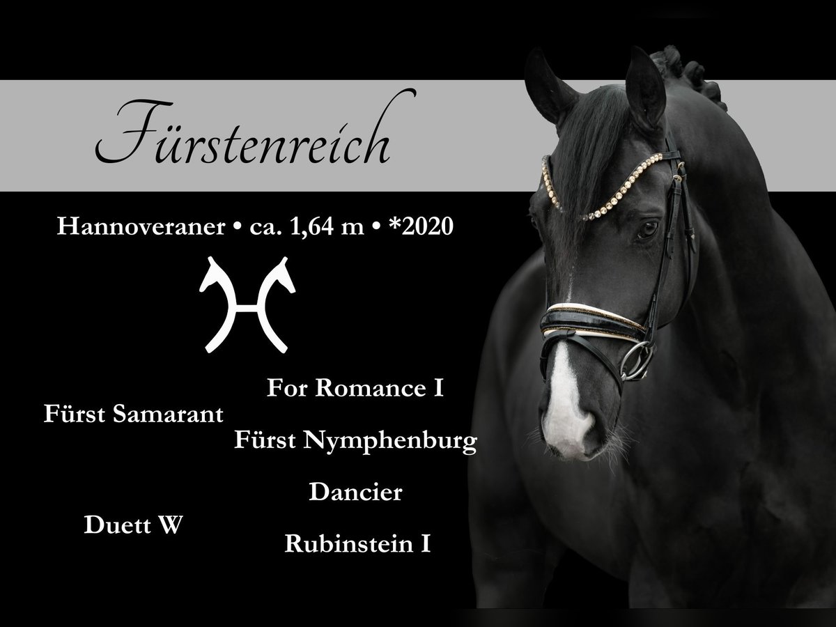 Hannoveriano Caballo castrado 5 años 164 cm Negro in Wehringen