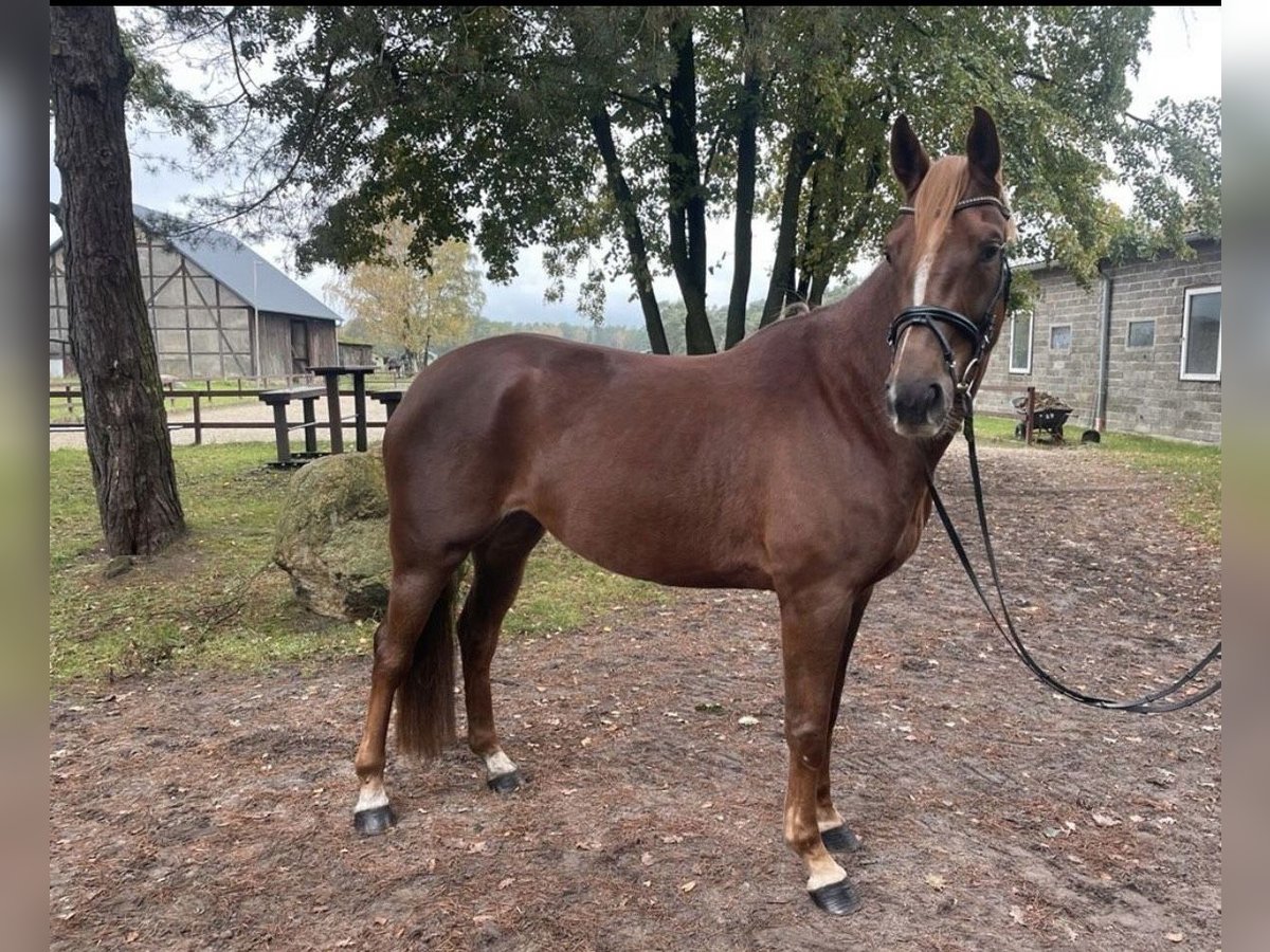 Hannoveriano Caballo castrado 5 años 165 cm Alazán-tostado in Hanstedt