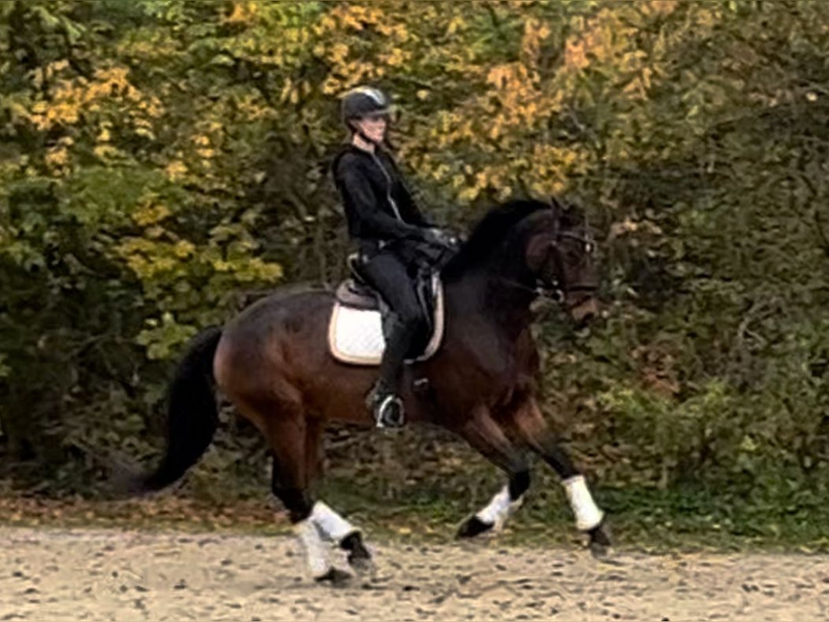 Hannoveriano Caballo castrado 5 años 165 cm Castaño in Nienburg (Weser)