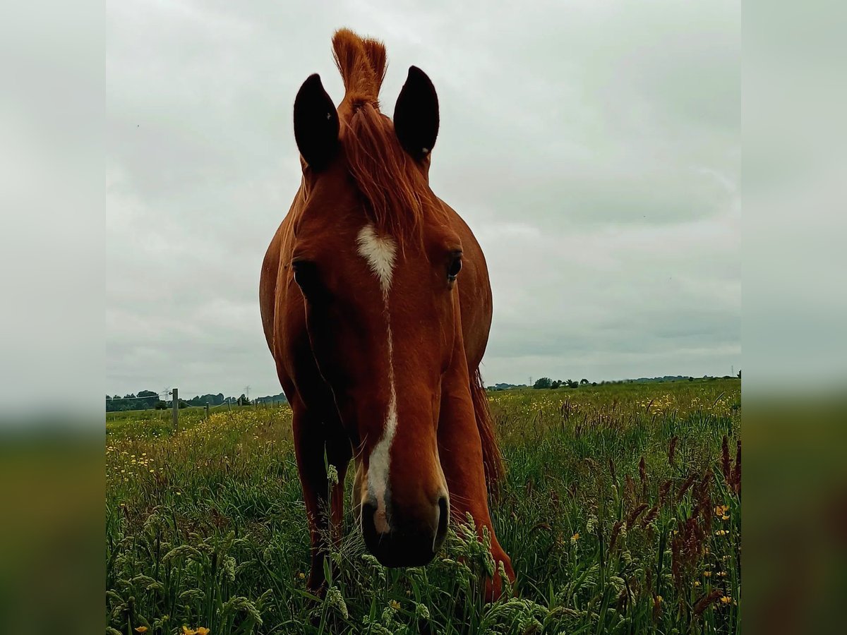 Hannoveriano Caballo castrado 5 años 166 cm Alazán in Seeth