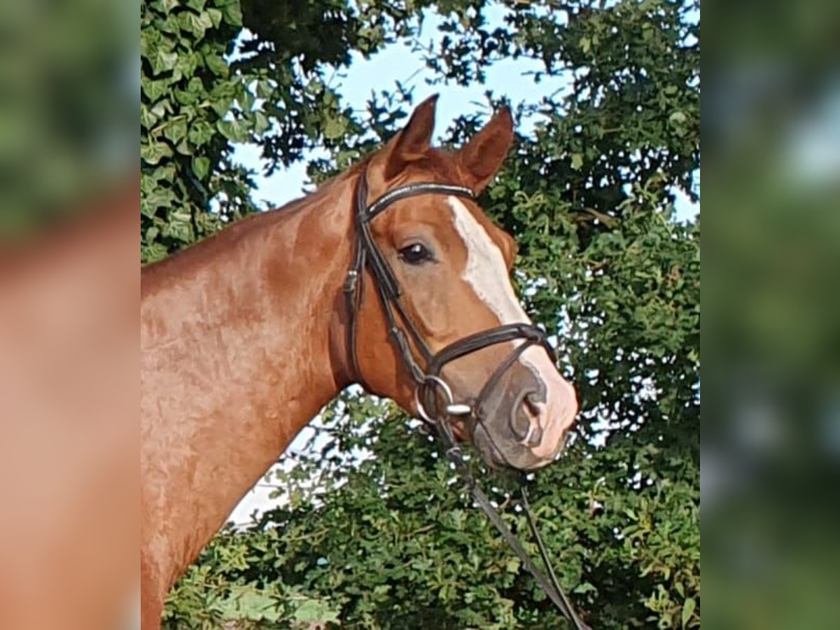 Hannoveriano Caballo castrado 5 años 166 cm Alazán in Wietmarschen